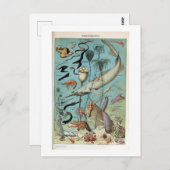  creaties van het leven in het Zee van de oceaan Briefkaart (Voorkant / Achterkant)