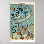  creaties van het leven in het Zee van de oceaan Poster (Voorkant)