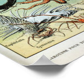  creaties van het leven in het Zee van de oceaan Poster (Hoek)