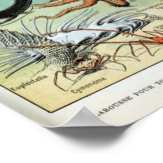 creaties van het leven in het Zee van de oceaan Poster (Hoek)