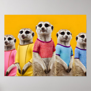 Creative Meerkat Group Poster