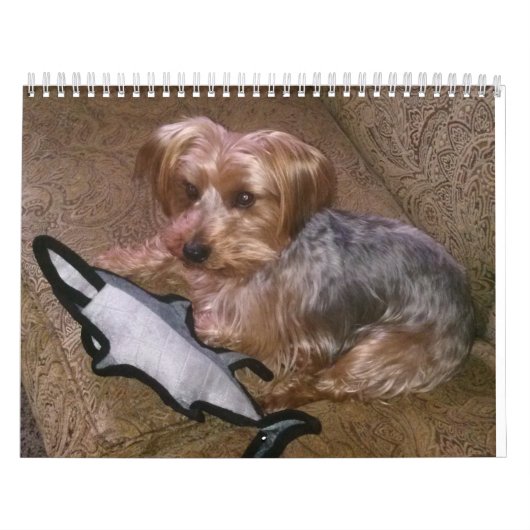 Creative Westie/Yorkie 12-maandelijkse kalender (Hoes)