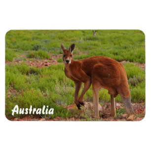 Creëer je eigen fotomagneet magneet