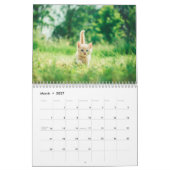 Creëer Je eigen Schattigee Funny Cat Pet Foto Kalender (Mar 2027)