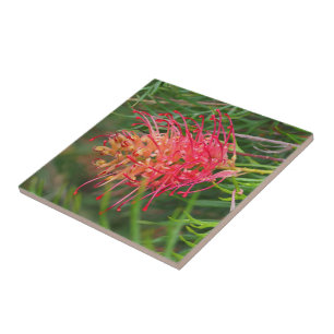 Creëer je eigen vierkant tegels - Grevillea Tegeltje