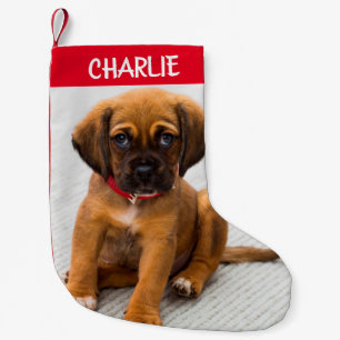 Creëer Pet Dog Foto met kleine kerststop Kerstsok