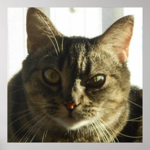 Creëer Uw eigen 24-inch x 24-inch Poster