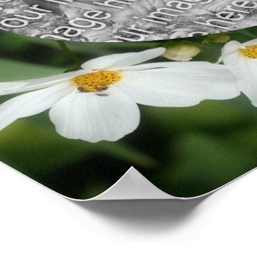 Creëer Uw eigen foto Cosmos Flowers and Bee Poster (Hoek)