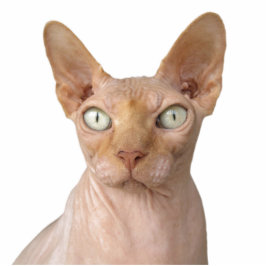 Creëer Uw eigen gedenkteken voor Pet Cat Dog Staand Fotobeeldje