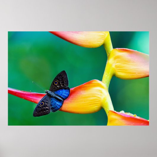 Creëer uw eigen gepersonaliseerde fotosjabloon poster (Voorkant)