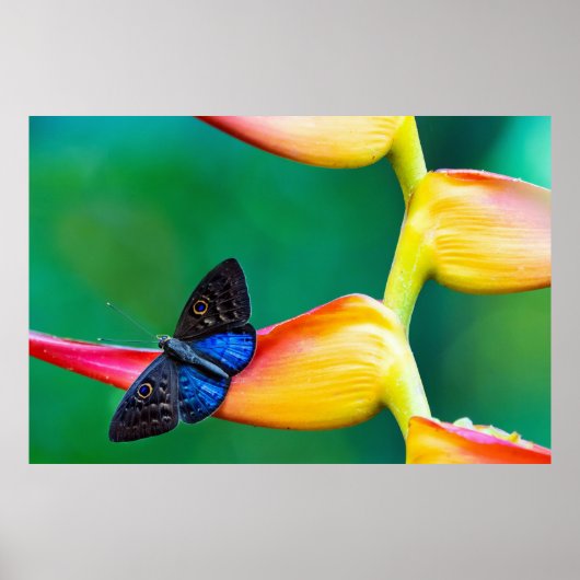 Creëer uw eigen gepersonaliseerde fotosjabloon poster (Voorkant)