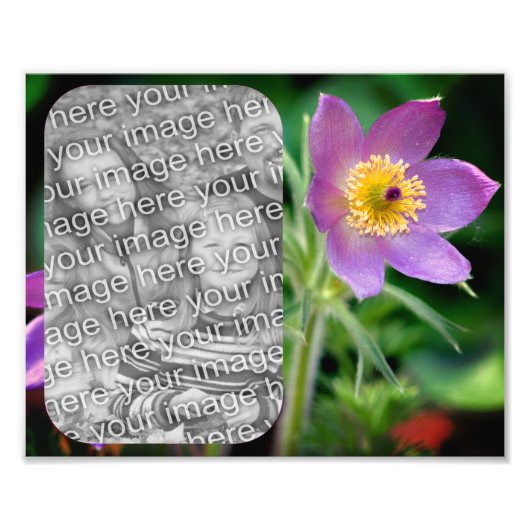 Creëer Uw eigen Pasque Flower Lijst 8x10 Foto Afdruk (Voorkant)