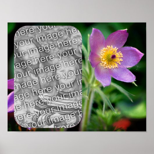 Creëer Uw eigen Pasque Flower Lijst Foto Poster (Voorkant)