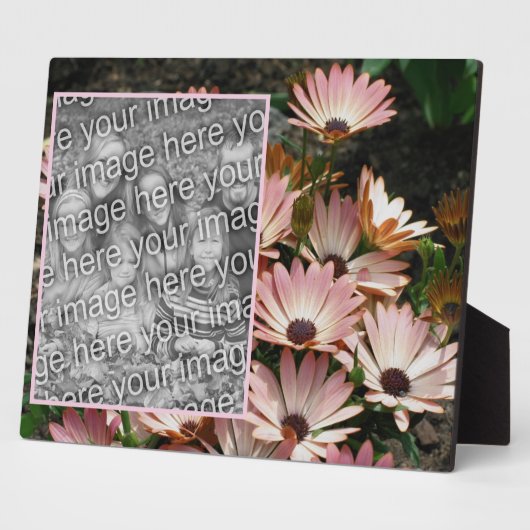 Creëer Uw eigen Roze Afrikaans Daisy Flowers Foto Fotoplaat (Zijkant)