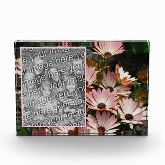 Creëer Uw eigen Roze Afrikaans Daisy Flowers Fotoblokken (Voorkant)