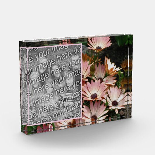 Creëer Uw eigen Roze Afrikaans Daisy Flowers Fotoblokken (Links)