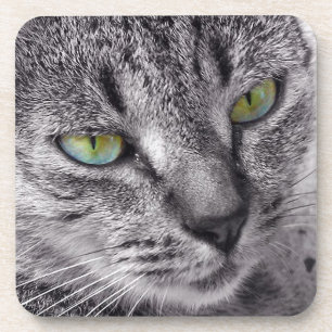 Creëer uw eigen Tabby cat drink onderzetter set