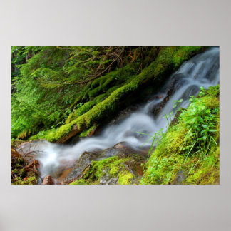 Creek in het Nationaal Park Mt. Rainier Poster