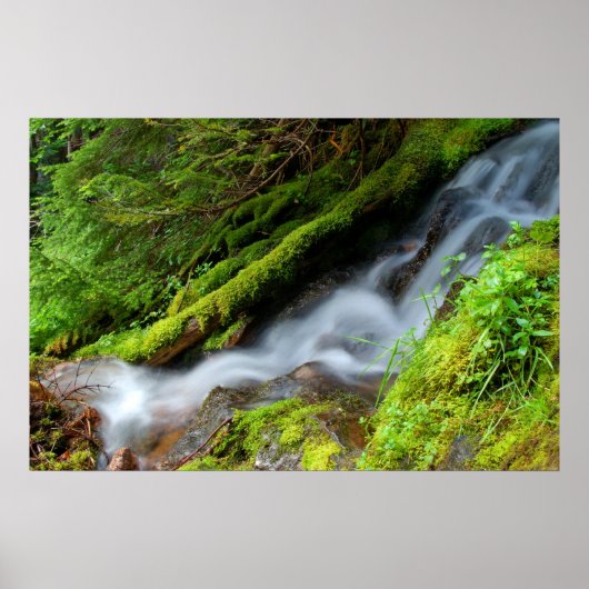 Creek in het Nationaal Park Mt. Rainier Poster (Voorkant)