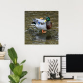 Creek Mallard Duck Poster wissen (Thuiskantoor)