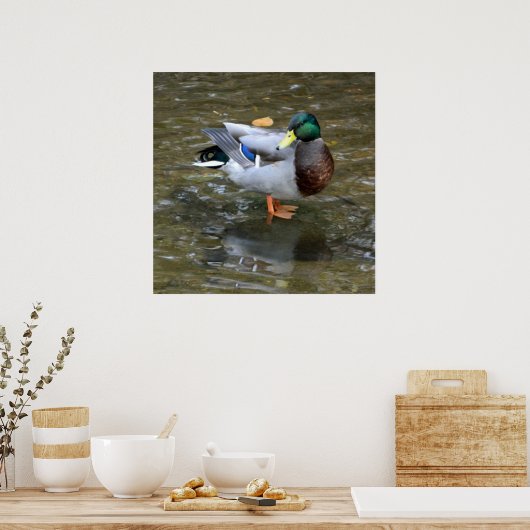 Creek Mallard Duck Poster wissen (Keuken)