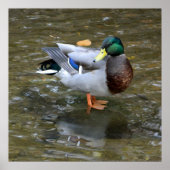 Creek Mallard Duck Poster wissen (Voorkant)