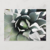 Creel, Copper Canyon, Mexico Briefkaart (Voorkant)