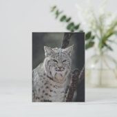 Creeping Bobcat Briefkaart (Staand voorkant)