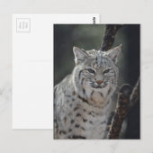 Creeping Bobcat Briefkaart (Voorkant / Achterkant)