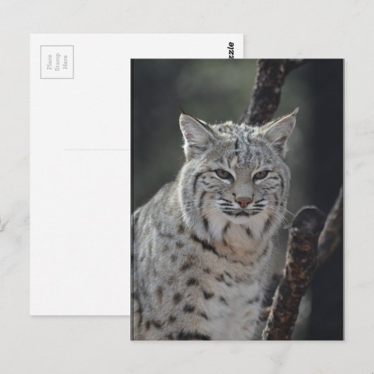 Creeping Bobcat Briefkaart (Voorkant / Achterkant)