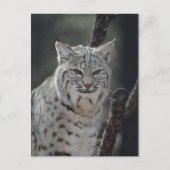 Creeping Bobcat Briefkaart (Voorkant)