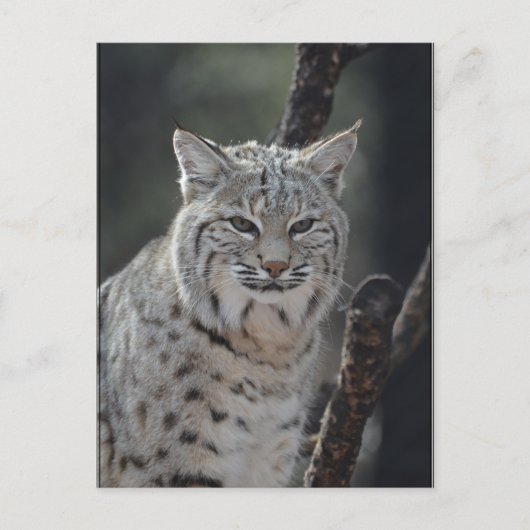Creeping Bobcat Briefkaart (Voorkant)