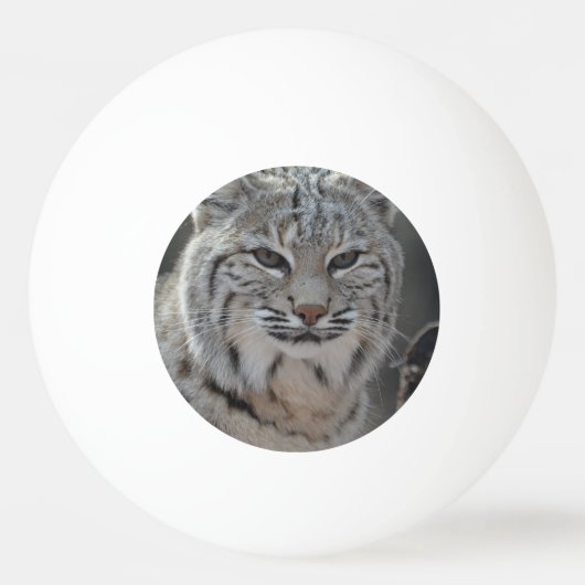 Creeping Bobcat Pingpongbal (Voorkant)