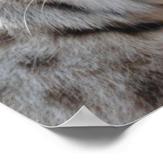 Creeping Bobcat Poster (Hoek)