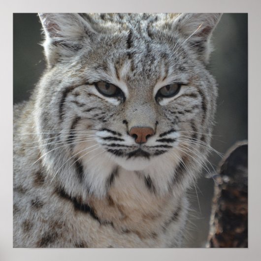 Creeping Bobcat Poster (Voorkant)