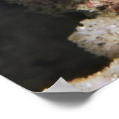 Creeping Chromodoris Poster (Hoek)