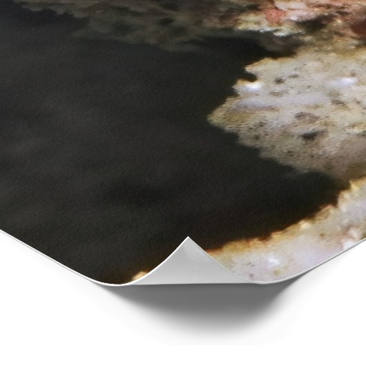 Creeping Chromodoris Poster (Hoek)