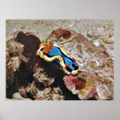 Creeping Chromodoris Poster (Voorkant)