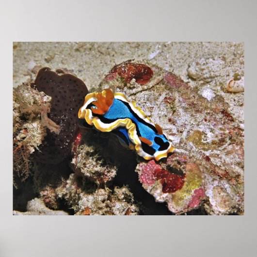 Creeping Chromodoris Poster (Voorkant)