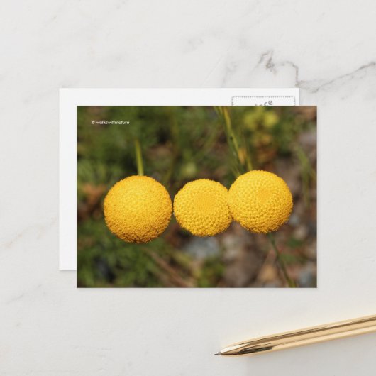 Creeping Gold Buttonnen Cotula Tiffindell Gold Flo Briefkaart (Voorkant / Achterkant in situ)