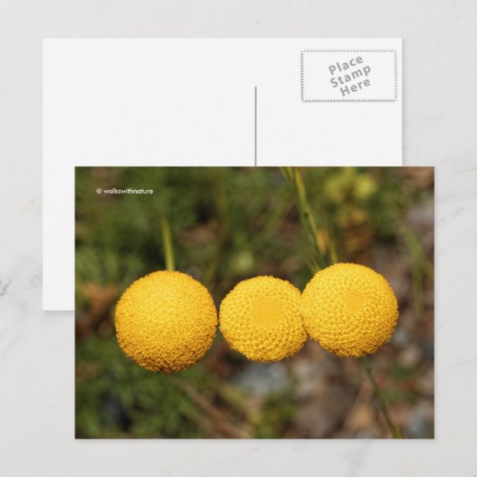 Creeping Gold Buttonnen Cotula Tiffindell Gold Flo Briefkaart (Voorkant / Achterkant)