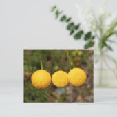 Creeping Gold Buttonnen Cotula Tiffindell Gold Flo Briefkaart (Staand voorkant)