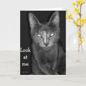 Creepy Cat - Verjaardag Kaart (Gele Bloem)