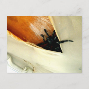 Creepy Crawler Briefkaart