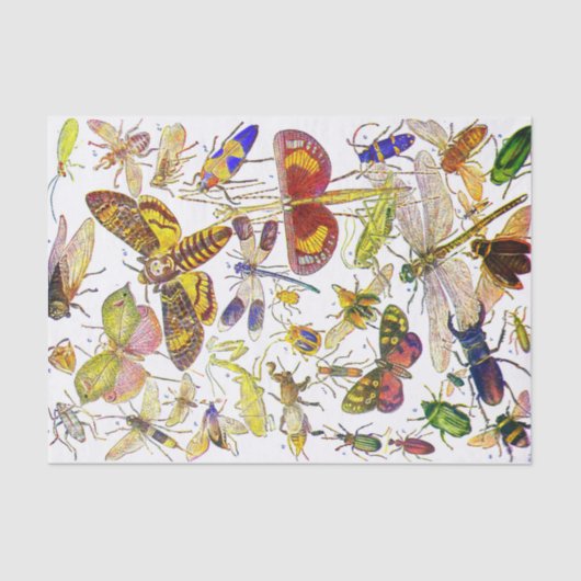 Creepy Crawlies Insect Tissue Paper | Biologie Tissuepapier (Voorkant)