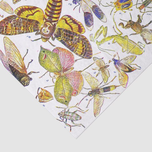 Creepy Crawlies Insect Tissue Paper | Biologie Tissuepapier (Detail)