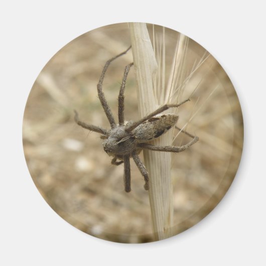 Creepy Crawly Spider Magnet (Voorkant)