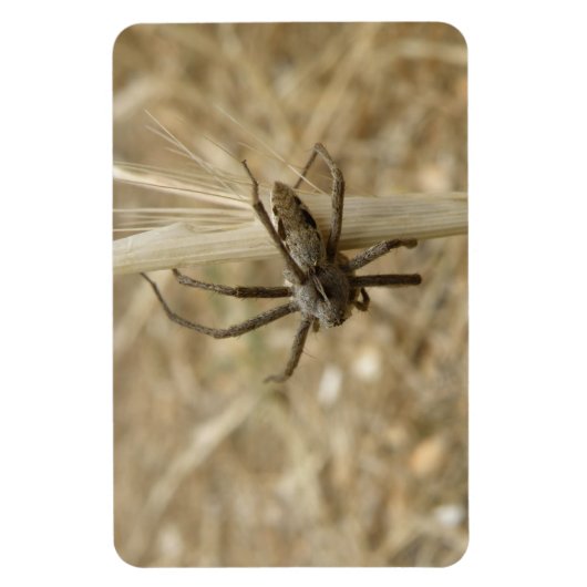 Creepy Crawly Spider Premium Magnet Magneet (Verticaal)