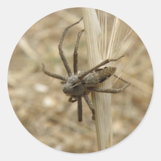 Creepy Crawly Spider Stickers (Voorkant)