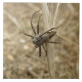 Creepy Crawly Spider Tile Tegeltje (Voorkant)